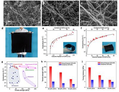中国科大开创生物合成新路径 高效制备纳米复合材料